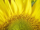 common sun flower, mirasol,آفتابگردان